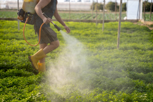 Best Mosquito Control Services  in Vaeboro, NC