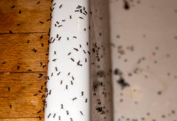 Best Emergency Pest Control  in Vaeboro, NC