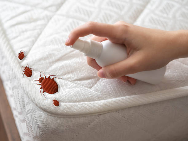 Best Flea Control Services  in Vaeboro, NC