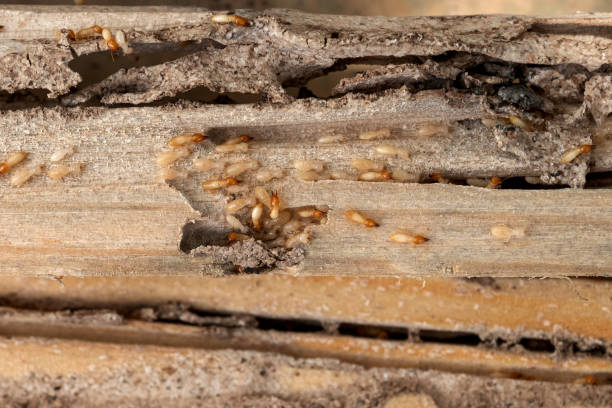 Best Mosquito Control Services  in Vaeboro, NC