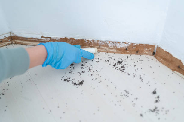 Best Local Pest Control Services  in Vaeboro, NC